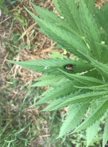Japanese beetle on hemp plant with minimal damage