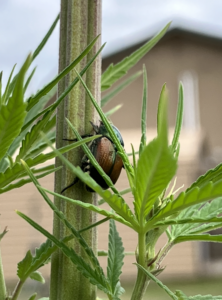 Japanese beetle on hemp stalk