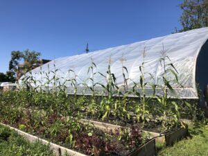 Lettuce and sweet corn beds in front of a high tunnel.