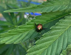 Japanese Beetle on Hemp Leaf.