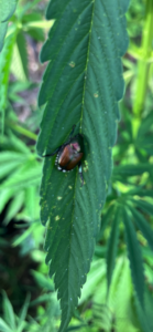 Pieces of leaf eaten on the area where the Japanese beetle is present