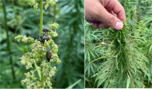 Japanese Beetles