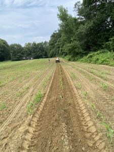 This image shows the corn field where urine was applied as fertilizer