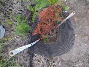 Korean Pine nut tree that is dead.  Picture taken July 2024.