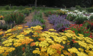 Blooming pollinator plants