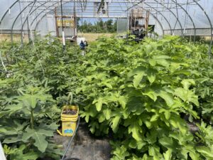 Mid June in the High Tunnel 