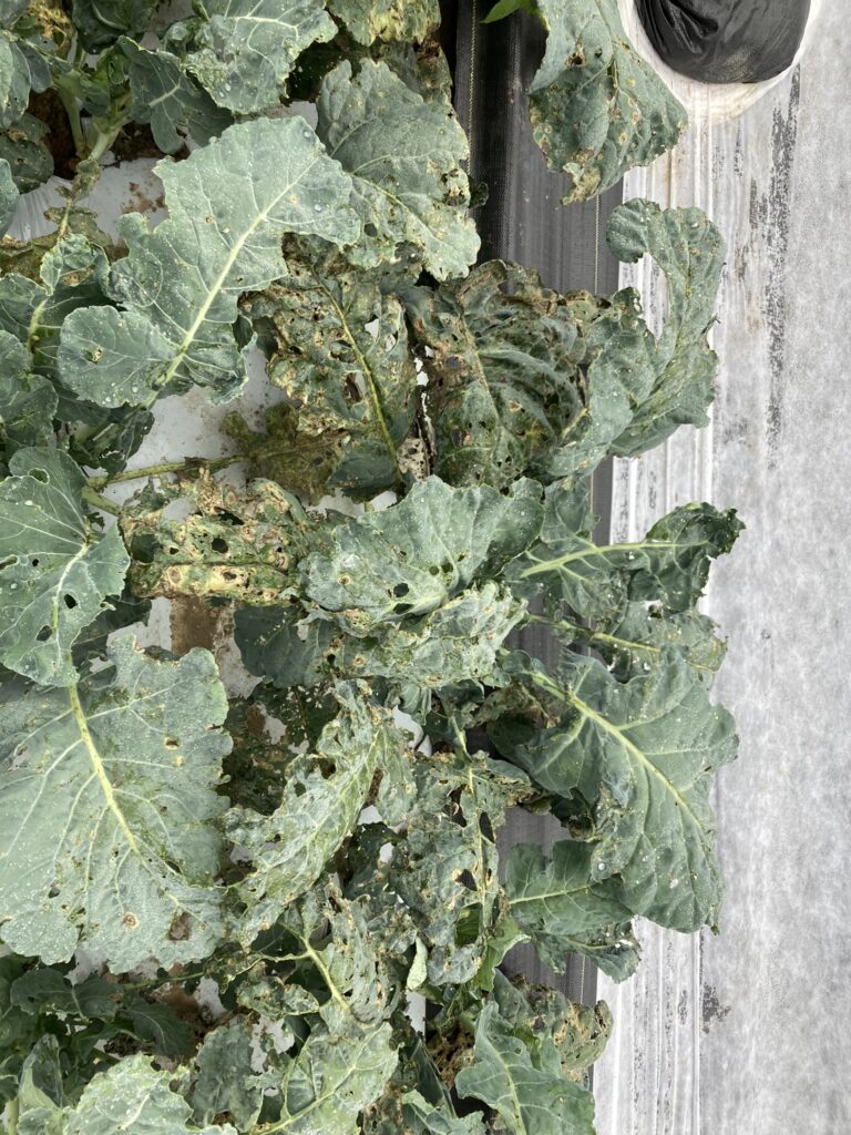Broccoli heavily infested with Alternaria