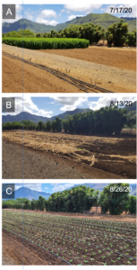 Three photos of field site aligned so show change over time through the cropping cycle