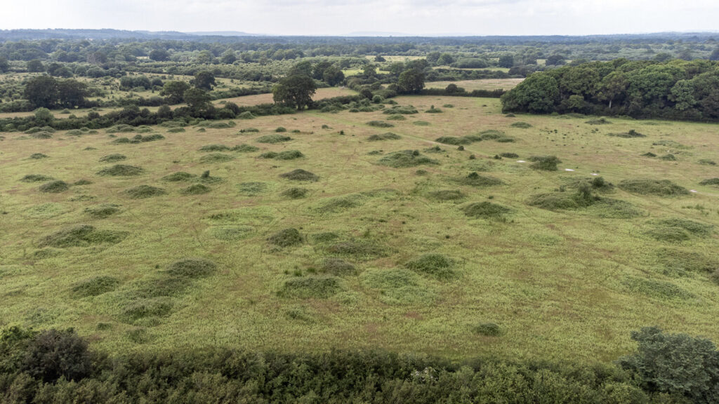 Knepp Afforestation