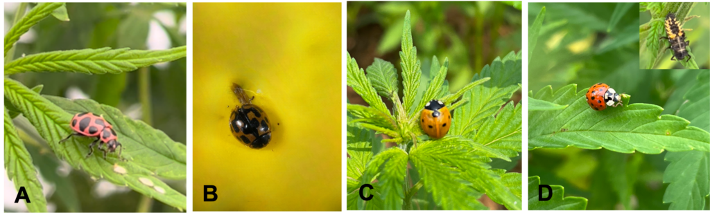 Lady bugs commonly found on hemp crops