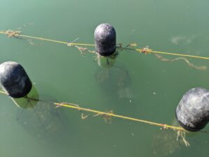 Lantern nets