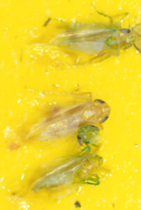 Leafhopper - Genus Hebata