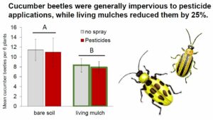 Living mulch effects on cucumber beetles