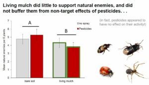 Living mulch effects on natural enemies