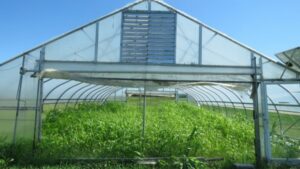 Moveable high tunnel with cover crops