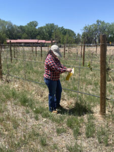 Person setting up sticky traps in vineyard