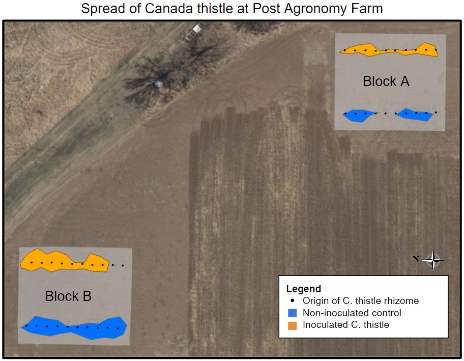 Spread of Canada thistle at the Post Agronomy Farm.