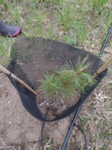 Korean Pine nut tree that would die.  Picture taken May 2024.