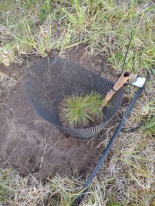 Korean Pine Tree in May 2024.  This tree survived until November 2024.