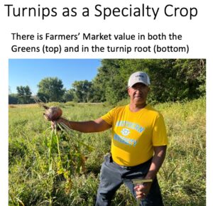 Turnips grown among the cover crop are a high value product for Mike Cook