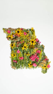 Still from Missouri Native flower stop-motion animation