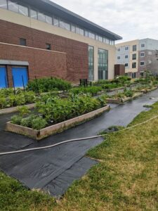 Mulched beds, at YMCA - NCK Giving Grove gardens