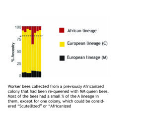 Figure illustrates the % Ancestry results from worker bees collected of a previously Africanized bee colony requeened with NM queens
