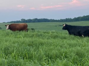 Rotationally grazed cattle