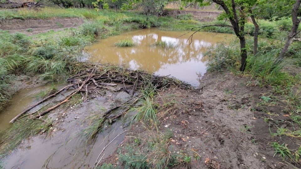 A natural beaver dam in Cottonwood Creek.