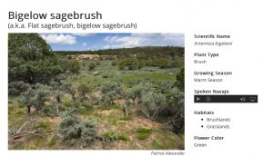 Image of Bigelow sagebrush with side bar showing its characteristics