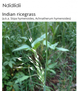 Image of Indian rice grass with Navajo name and Latin Binomial