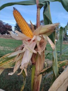 Figure 5.  A fine ear of our new synthetic variety still on the stalk.