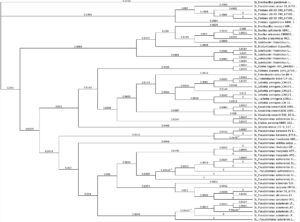 hylogenetic tree made using Geneious Muscle alignment for non-rhizobia isolated species isolated from sample sites.