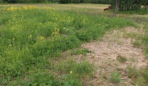 Only overwintered residue is from oats