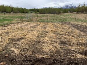 Overwintered oat residue at Sun Circle location