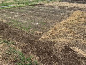 Control and 1X oat residue plots at Sun Circle site