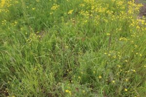 Initial weed growth through overwintered residue