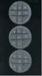 Phosphate Solubilization test. Bacteria samples were used to inoculate this plate at OD600 = 0.6. Samples used were S17R161, S17R162, S17R181, S17R182 PS_S17R161,62,81,82 (2)