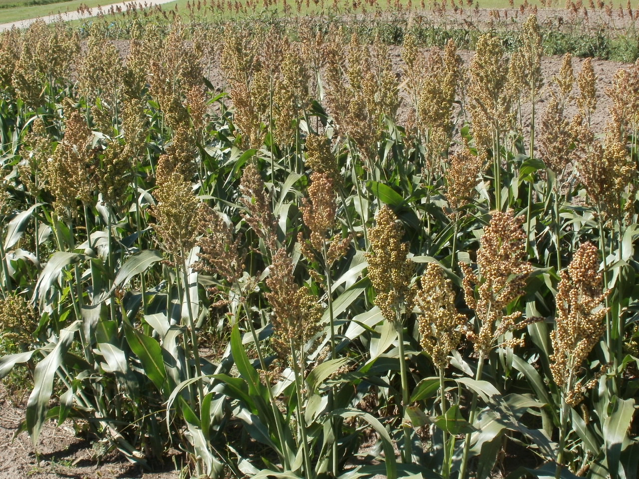 Evaluating Early-Maturing, Cold-Tolerant White Sorghum Cultivars – SARE ...