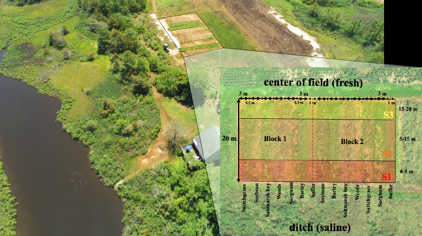Proximity of ag field to ditch; zoomed in 2021 plot layout