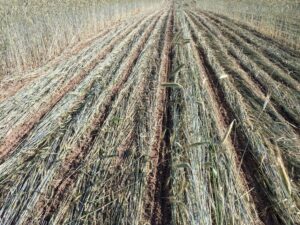 Rolled pale green-gray cereal rye cover crop with corn planted into it; the soil appears dry