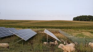 Example of Sheep on a Solar Site