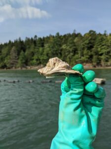 A fast growing lantern net oyster