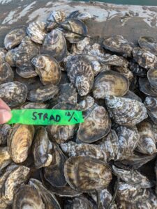 Straddled-bag oysters- Dec