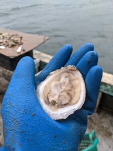 Tube grown oyster meat- Dec