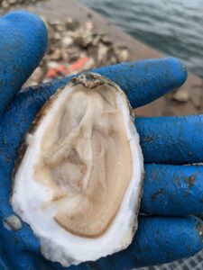 Lantern net oyster meat- Dec