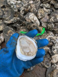 Cage grown oyster meat- Dec.