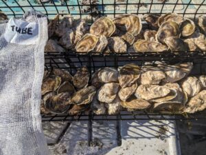 Cleaned market sized oysters- Tube treatment