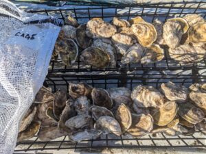 Cleaned market sized oysters- Cage treatment