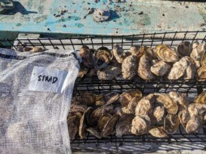 Cleaned market sized oysters- Straddled treatment